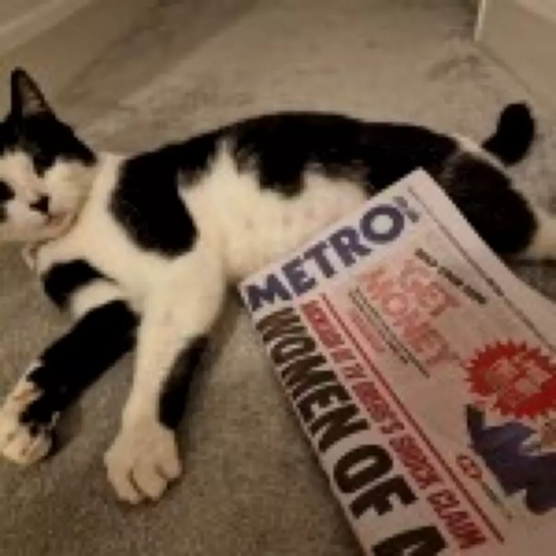 Famous Metro Cat George Stolen from Train Station by Woman with Shopping Bag