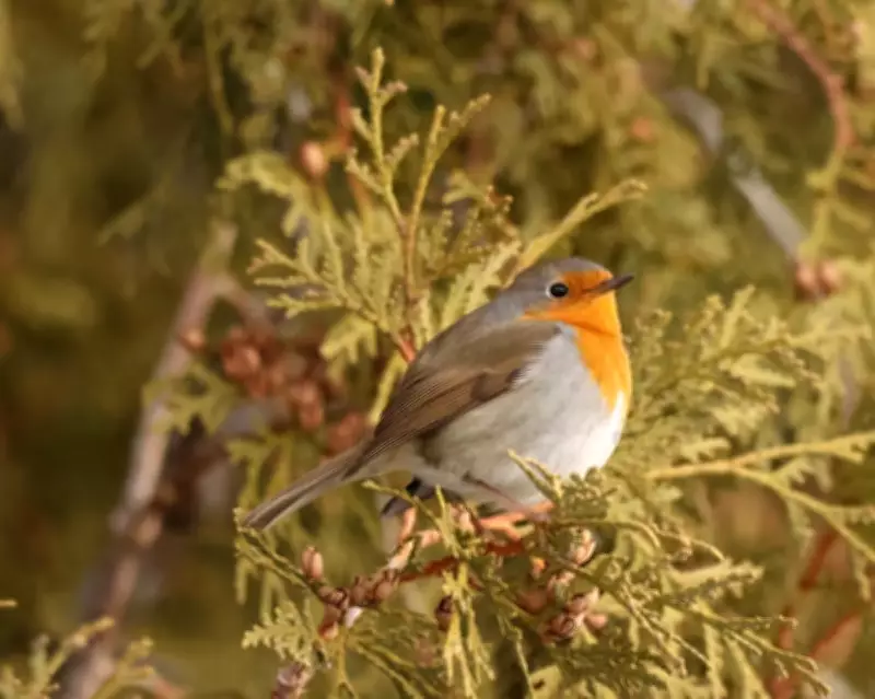 First European Robin in Canada Draws Birdwatchers to Montréal