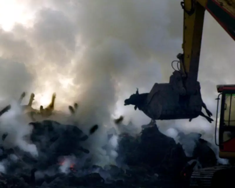 Foot-and-Mouth Outbreak: UK's 2001 Livestock Crisis and Lasting Impact