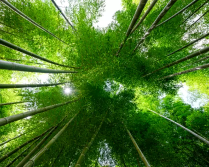 From Bamboo Jungle to Open Sky: How One Man Solved a 30-Year Garden Crisis