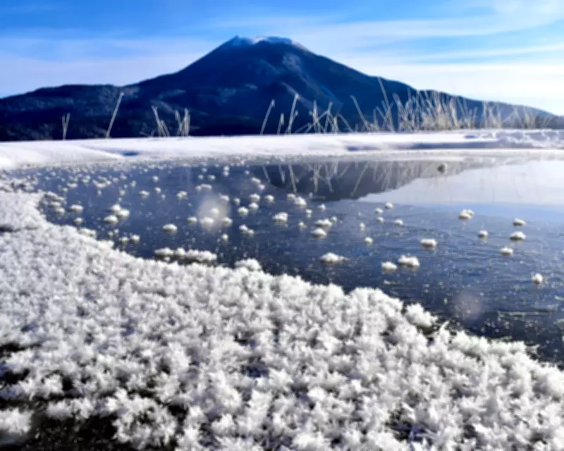 Frost Flowers Transform London Gardens into Icy Winter Wonderlands