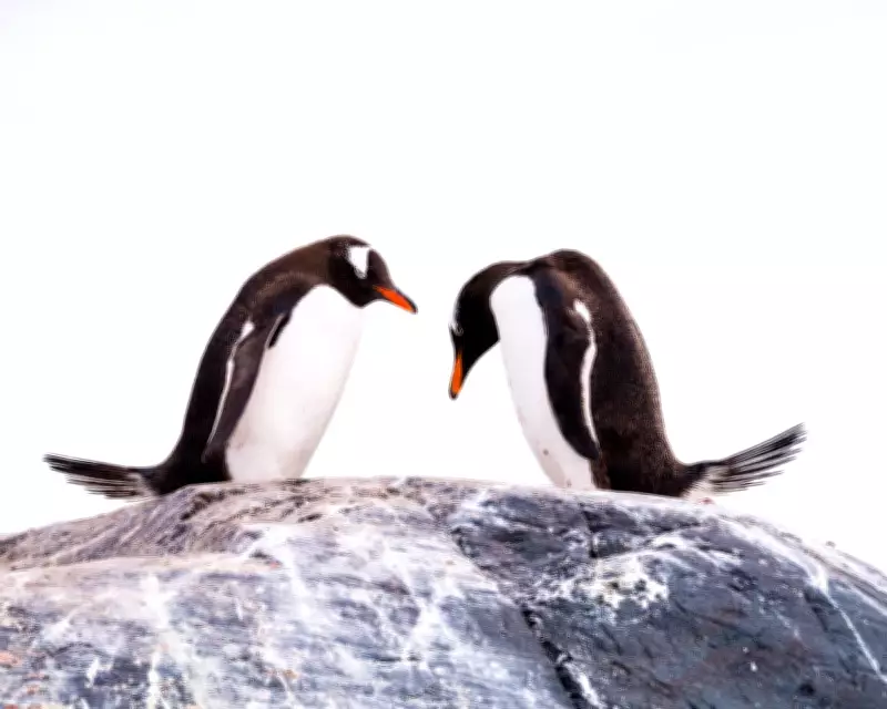 Gentoo Penguins Devastated by H5N1 Bird Flu on Remote Heard Island