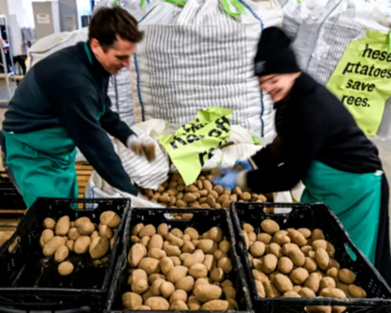 Germany's Potato Flood Sparks International Interest and Personal Reflections