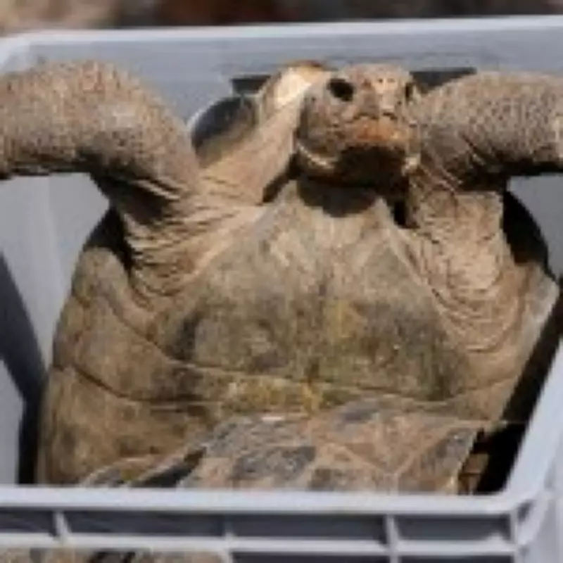 Giant Tortoises Return to Galapagos Island After 19th Century Extinction