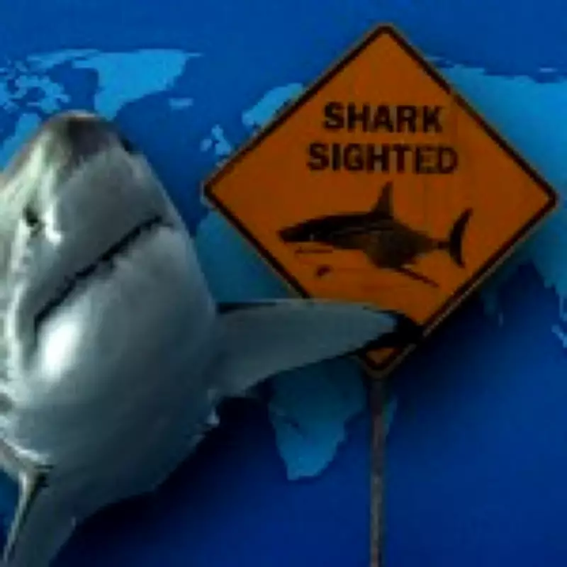 Global Shark Attack Map Reveals 2025 Hotspots and Safety Insights
