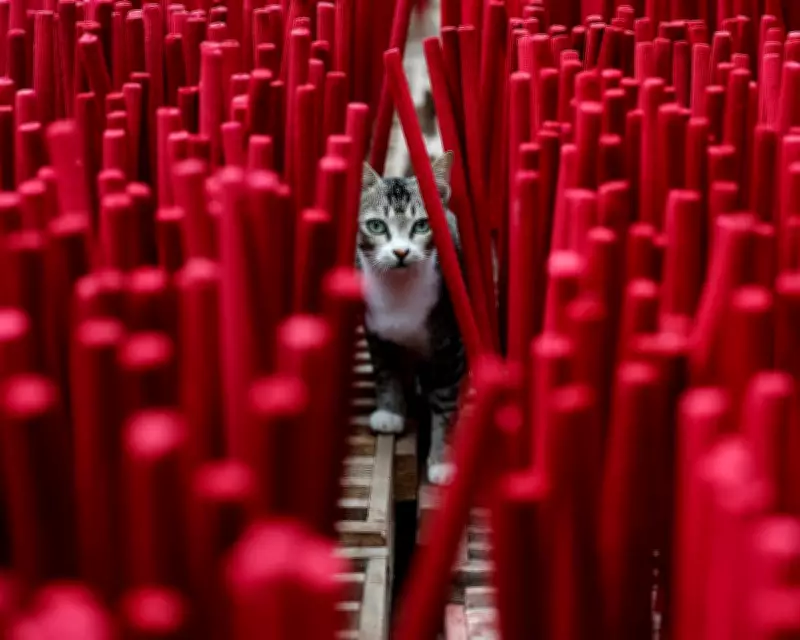 Global Snapshot: Incense Forests, Gaza Football, and Royal Visits