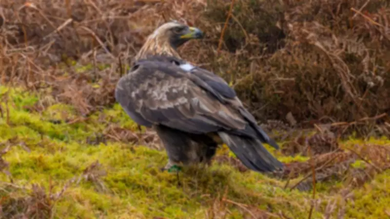 Golden Eagle Shot in Scottish Borders: Police Probe Wildlife Crime