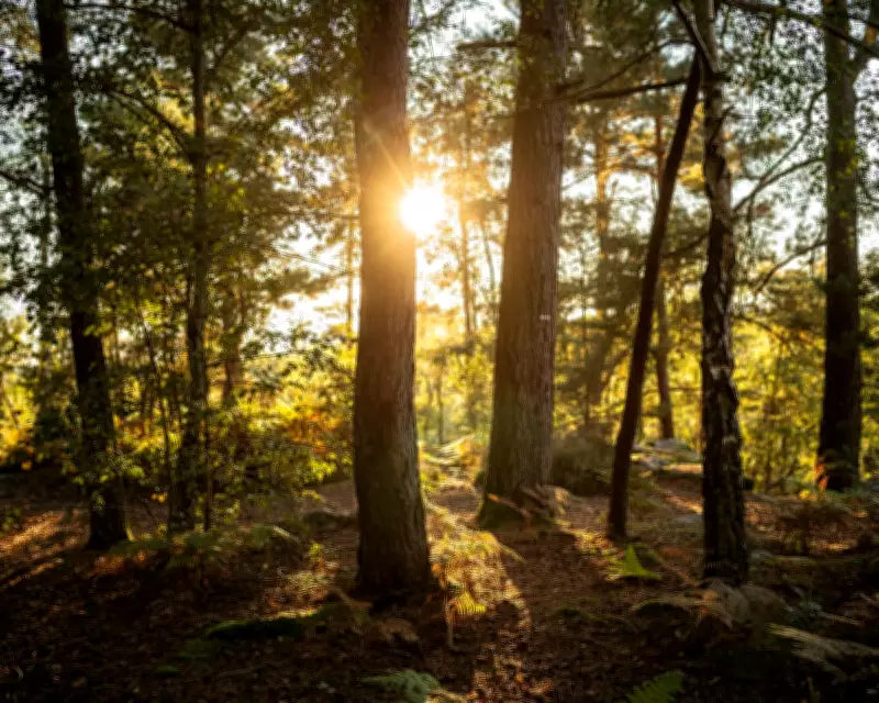 Guardian View: Biodiversity Collapse Risks Demand Immediate Action