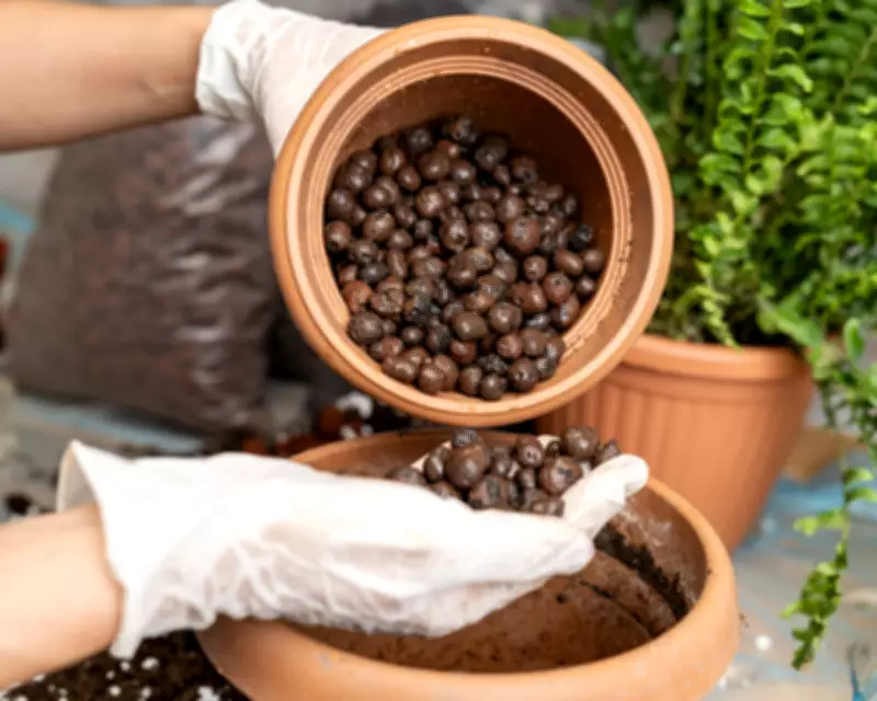 Houseplant Hacks: Can LECA Balls Replace Soil for Healthier Plants?