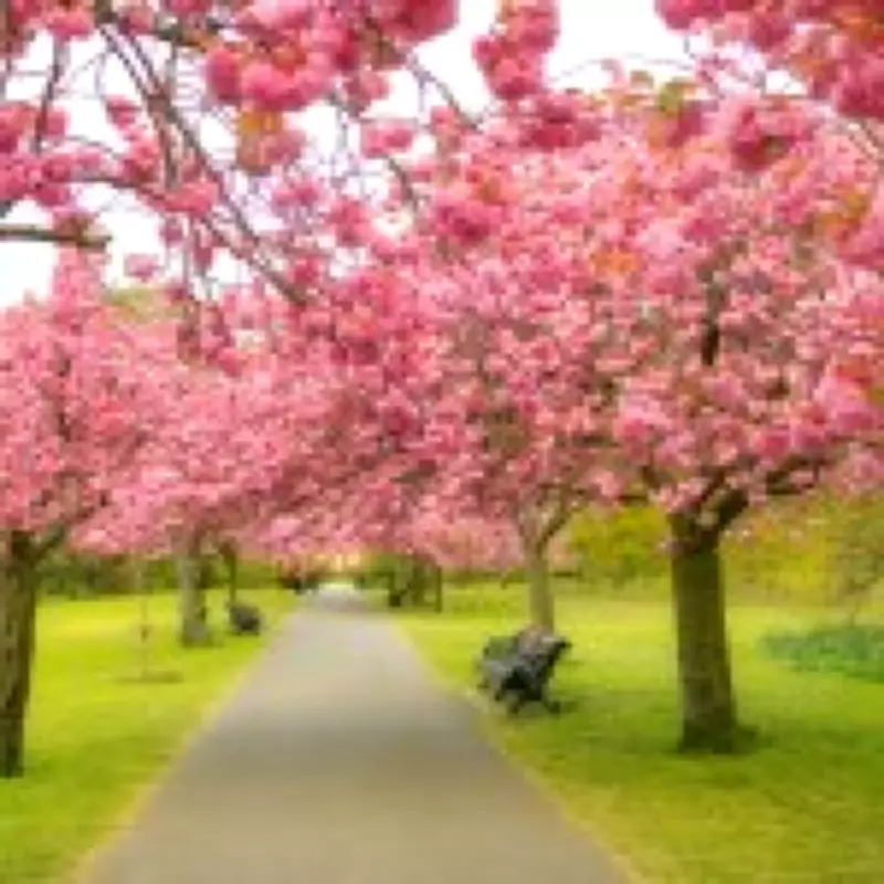 Japan Cancels Iconic Cherry Blossom Festival: UK Alternatives Revealed