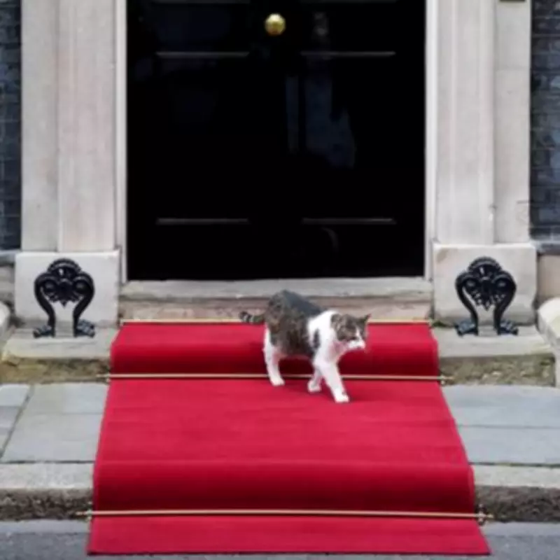Larry the Cat Celebrates 15 Years as Downing Street's Chief Mouser