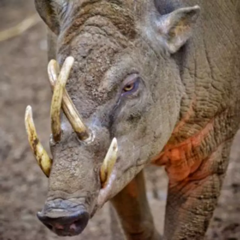 London Zoo's 'World's Ugliest Pig' Receives Dental Treatment for Tusk Infection