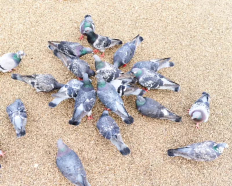 London's Pigeon Problem: Experts Say Control Feeders, Not Birds