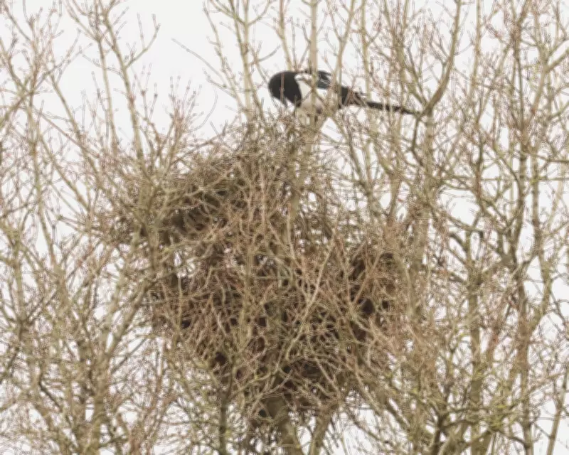 Magpies' Winter Nesting: A Tale of Persistence and Confusion in Hitchin