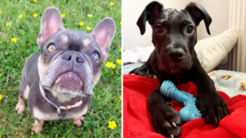 Man Jailed for Five Years After Starving Dogs to Death at Essex 'Rehoming' Centre