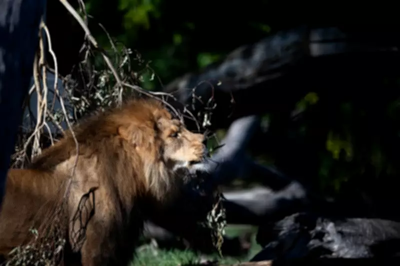 Melbourne Zoo's Evolution: From Cigarette-Smoking Orangutans to Lavender for Lions