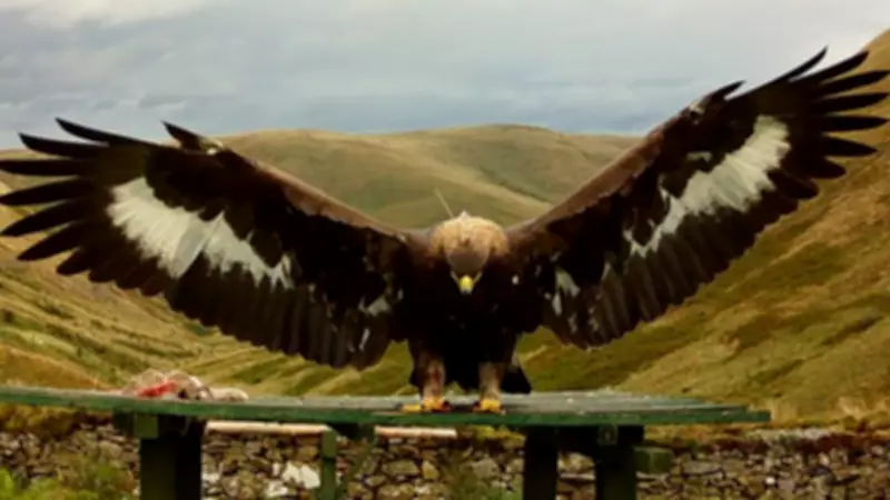 NatureScot Suspends Bird Control Licences After Golden Eagle Disappearance
