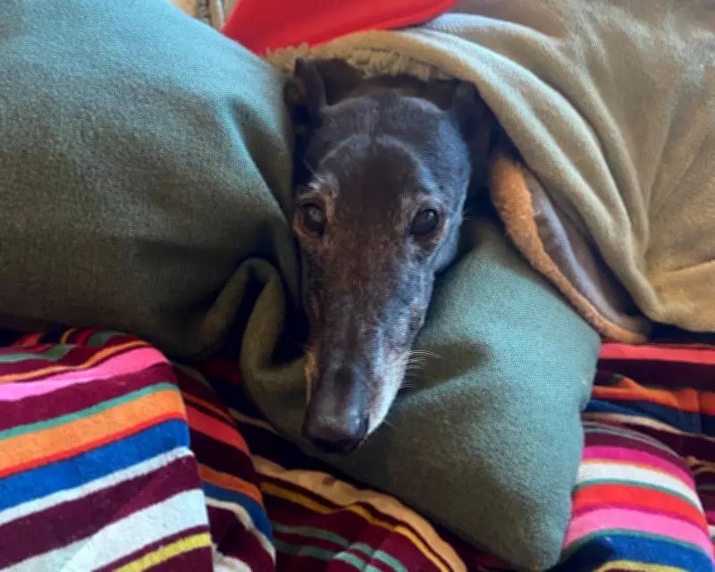 Navigating Pet Loss: The Unspoken Grief of Losing a Beloved Animal Companion