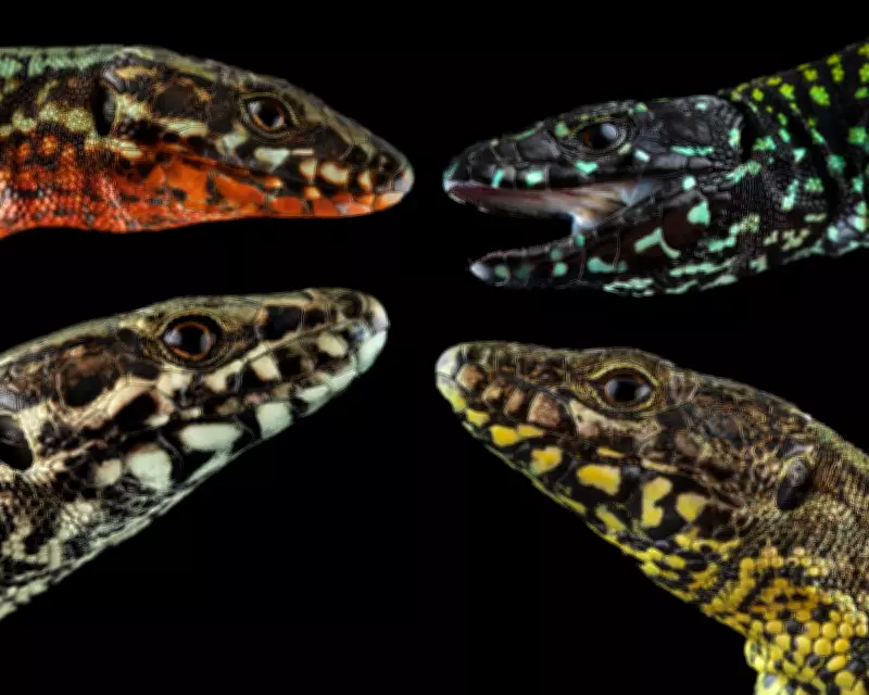 New Lizard Morph Threatens Ancient Italian Species' Color Diversity