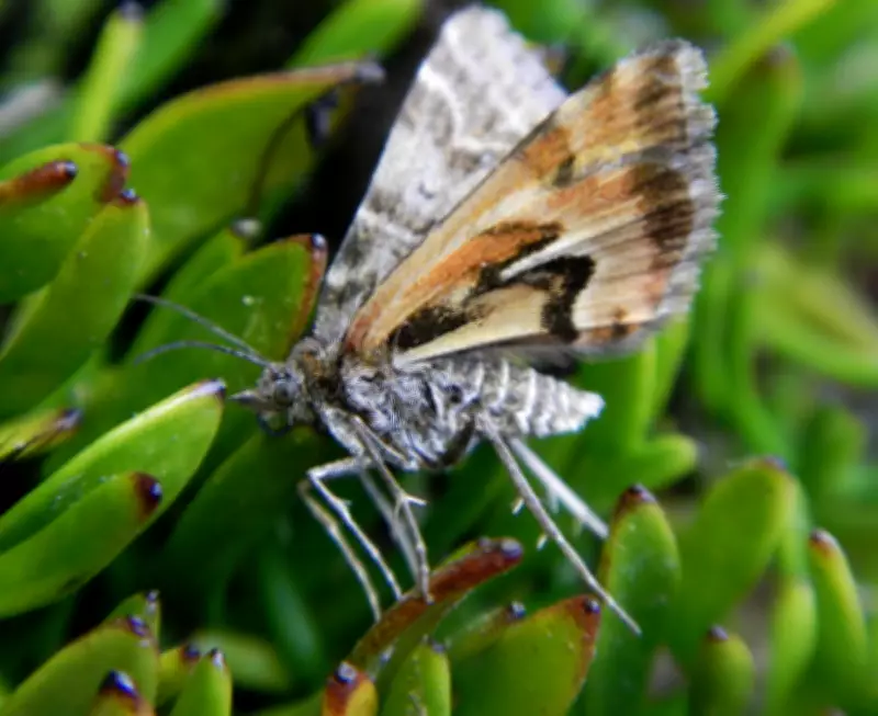New Zealand's Avatar Moth Crowned Bug of the Year 2026