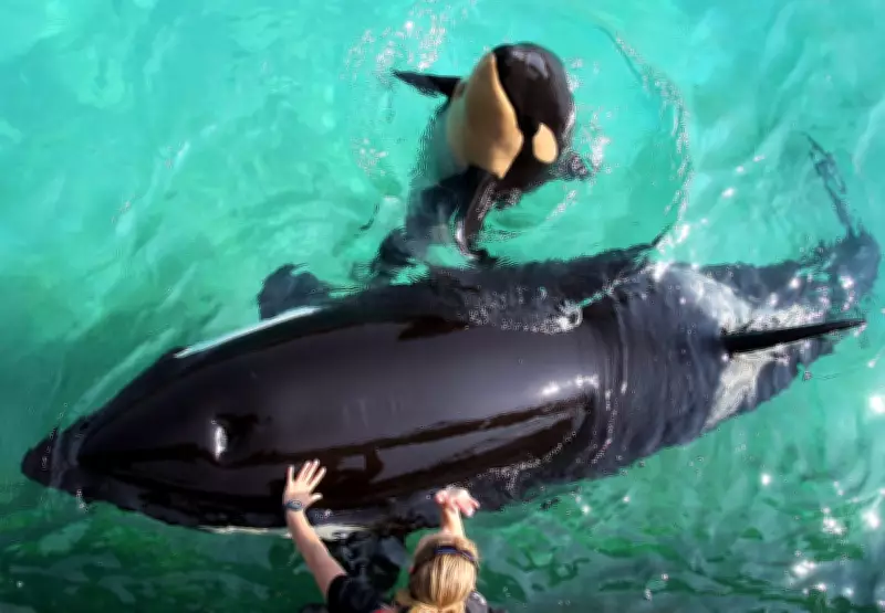 Orcas Wikie and Keijo's Fate Hangs in Balance as French Aquarium Closes