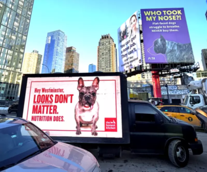 PETA's Westminster Dog Breeding Protest and NYC Cat TNR Advocacy