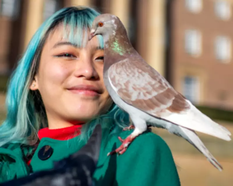 Pigeon Wars in Norwich: Hawk Patrols, Contraceptives, and 'Flying Puppies'