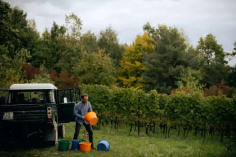 Poland's Wine Renaissance: From Vodka to Vintages in a Quiet Revolution