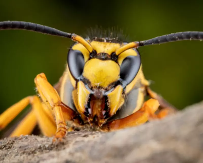 Polling Insights: How Insect Disapproval Ratings Mirror US Midterm Politics