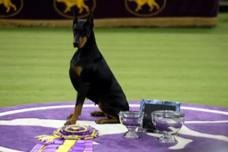 Priceless Penny Triumphs at Westminster Dog Show, Crowned Best in Show