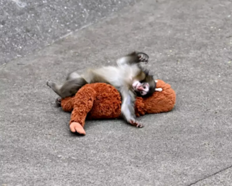 Punch the Monkey's Viral Story: Abandonment, Stuffed Toy Bond, and Zoo Ethics