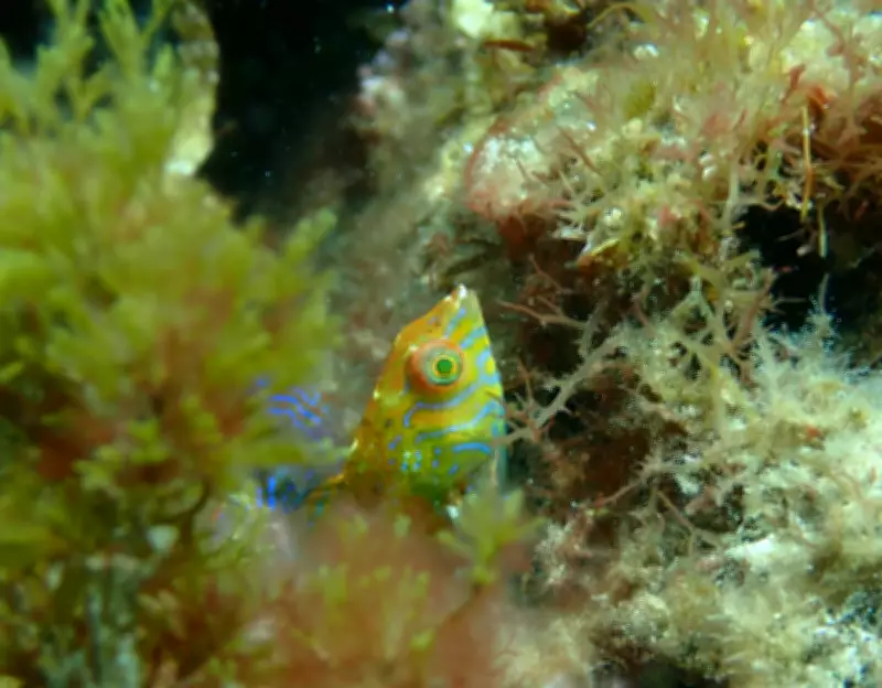 Rare Braun's Wrasse Fish Discovered in Western Australia Kelp Forests