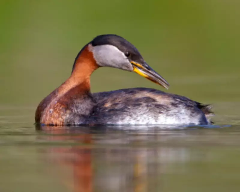 Rare Red-Necked Grebe Spotted at Cheddar Reservoir in Somerset