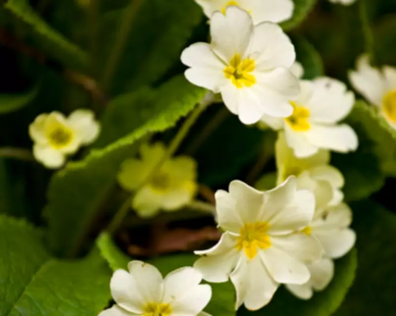 Rediscovering the Primrose: From Boring to Beautiful in the Garden