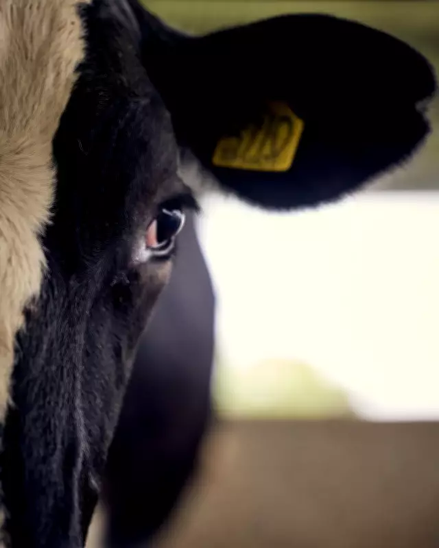 Robots Routed by Cattle on First Day of High-Tech Dairy Farming Trial