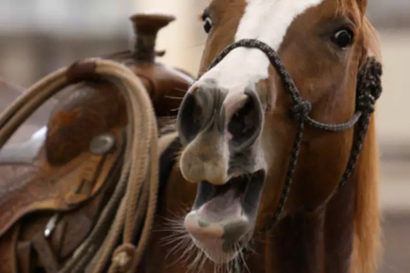 Scientists Uncover Whistling Secret Behind Horses' Distinctive Whinny