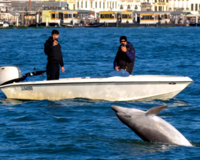 Scientists Urge Human Management in Venice Lagoon to Protect Dolphins