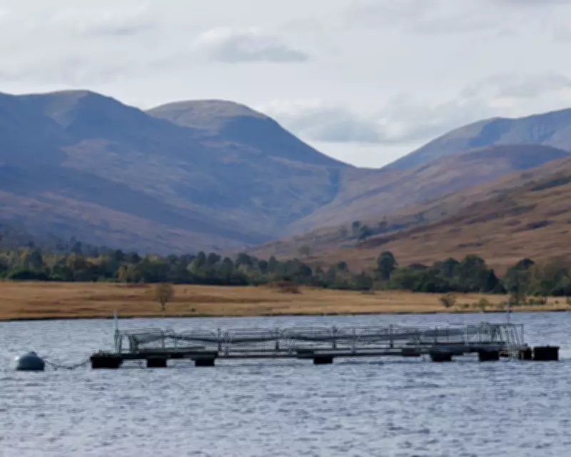 Scottish Salmon Farms Face Scrutiny Over 35 Million Fish Deaths and Minimal Inspections