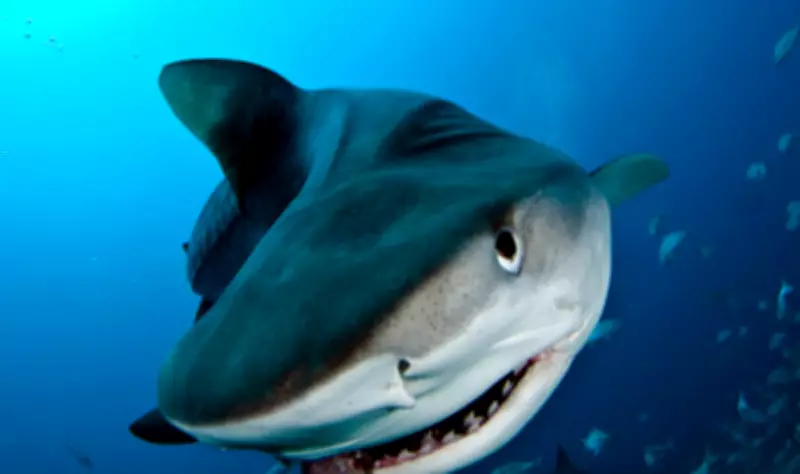 Shark Attacks Surge in 2025 with 12 Fatalities Worldwide, Florida Leads in Bites