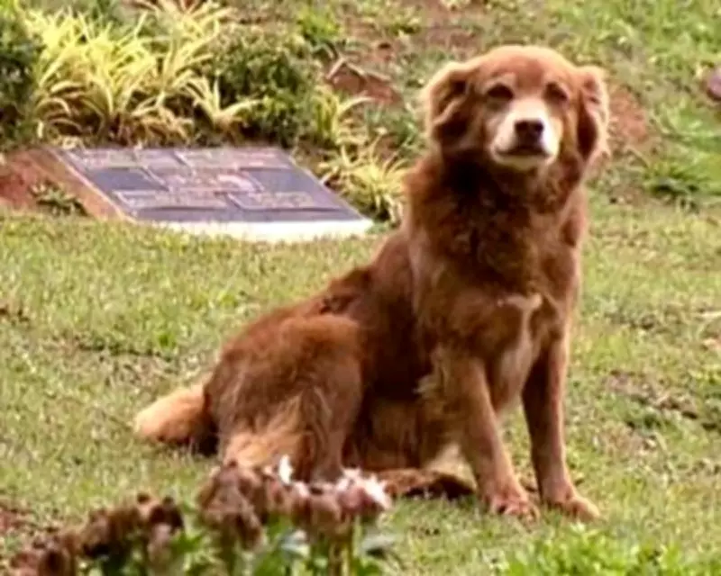 São Paulo Honors Loyal Dog with New Pet Burial Law