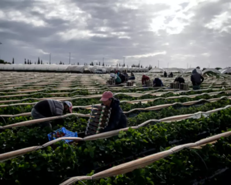 Spain's Historic Amnesty: 500,000 Undocumented Migrants to Gain Legal Status