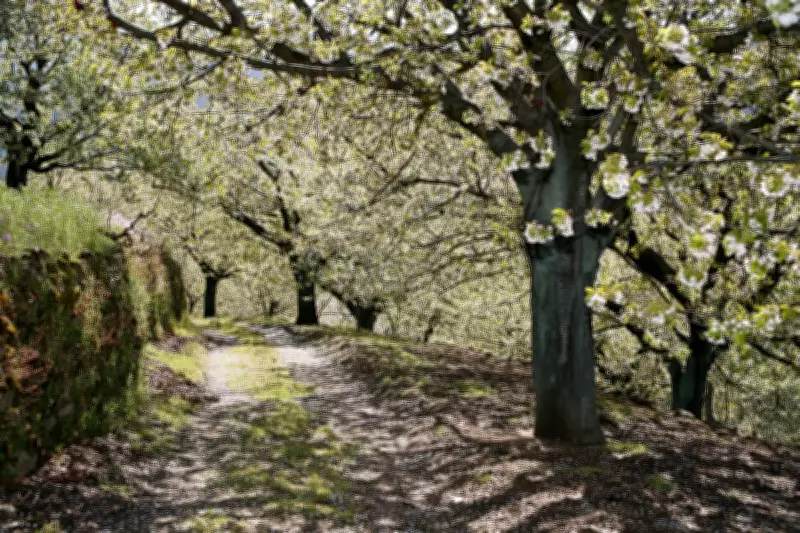 Spain's Sakura: The Stunning Cherry Blossom Spectacle in Jerte Valley