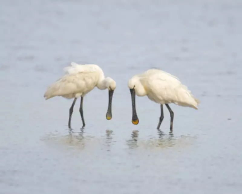 Spoonbills Thrive in Wetland Walks: A Country Diary Revelation