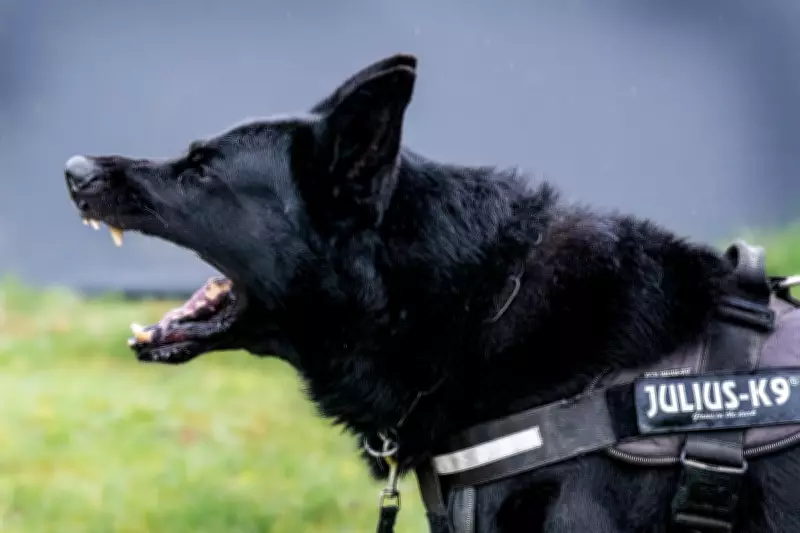 The Alarming Rise of Personal Protection Dogs in the UK