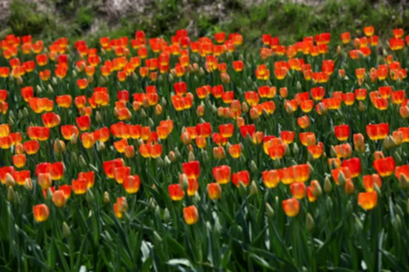 Tulip Mania: Unravelling the Myth of History's First Financial Bubble
