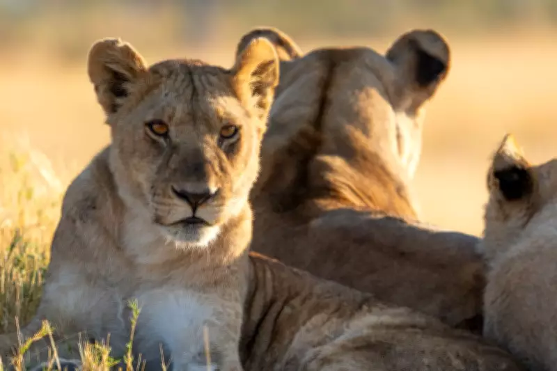 TV Highlights: World's Largest Lion Pride and Sleep Secrets Revealed