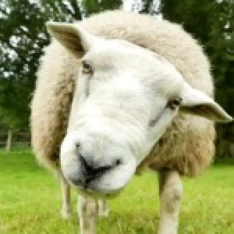 Two Students Jailed for Sadistic Lamb Killing with Fireworks