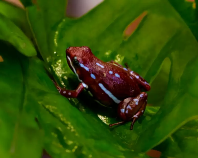 UK and Allies: Russia Used Potent Frog Toxin Epibatidine to Kill Navalny