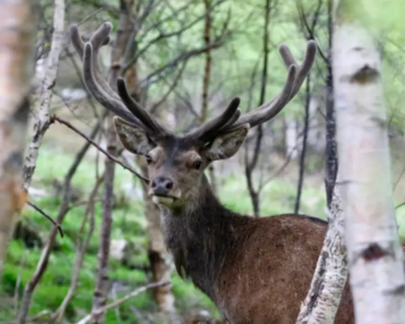 UK Government Eases Deer Culling Rules to Protect England's Woodlands
