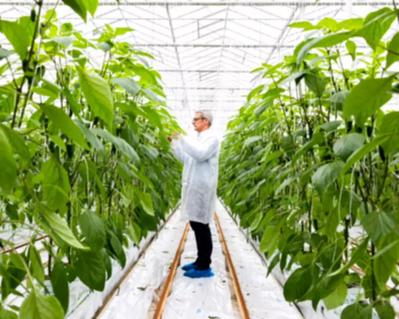 UK Indoor Growers Warn of 'Ticking Timebomb' from Energy Standing Charge Hike